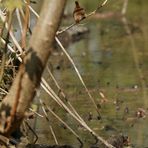 Größenvergleich Amsel - Zaunkönig