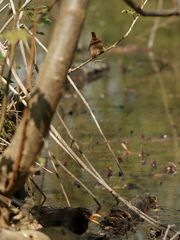 Größenvergleich Amsel - Zaunkönig