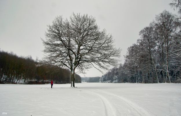 Einzelbäume Bilder & Fotos