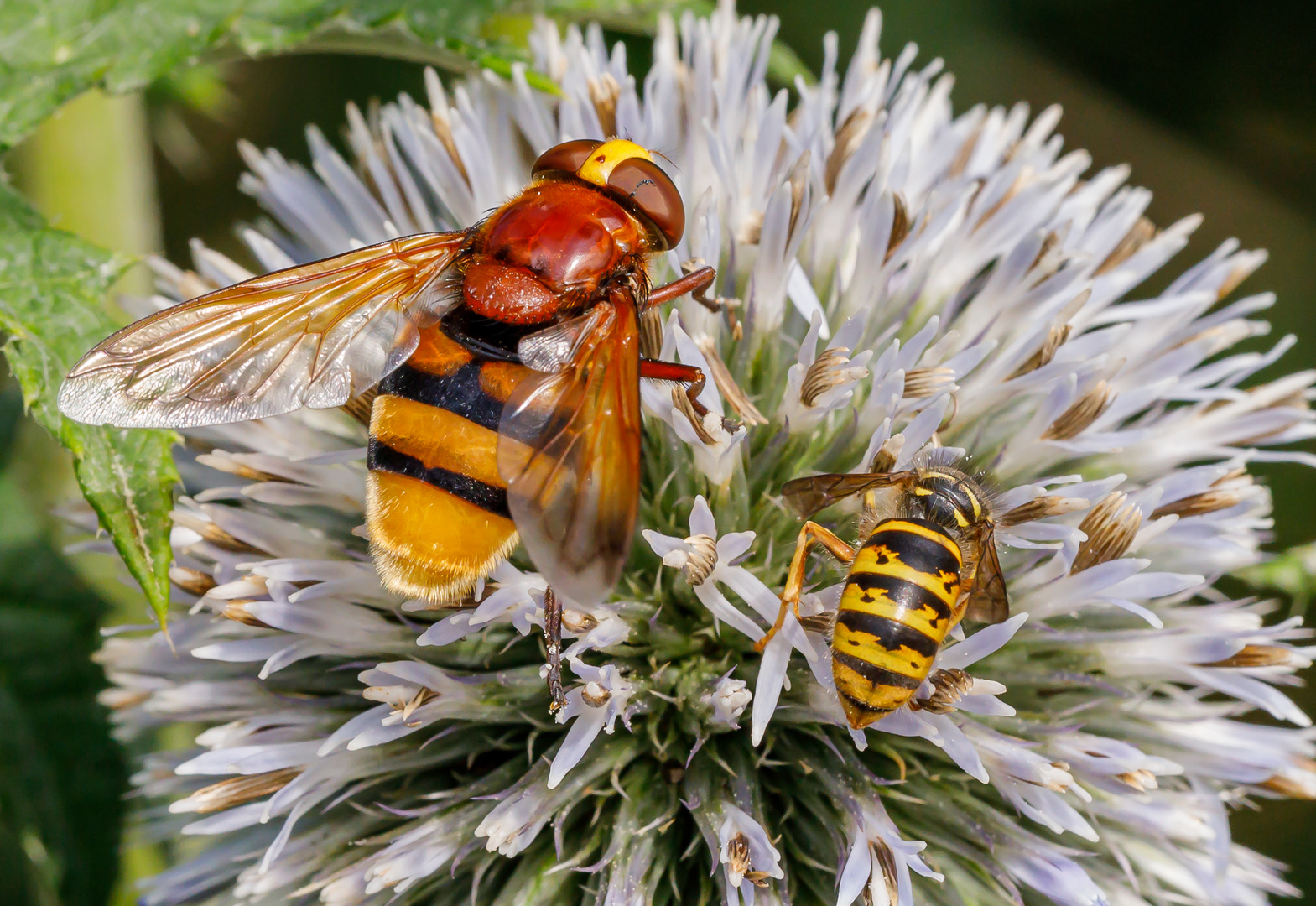 Größenvergleich Hornissenschwebfliege/Deutsche Wespe