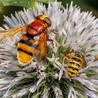 Größenvergleich Hornissenschwebfliege/Deutsche Wespe