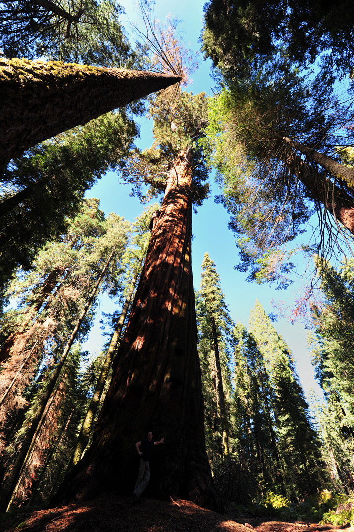 Größenvergleich im Sequoia NP