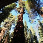 Größenvergleich im Sequoia NP