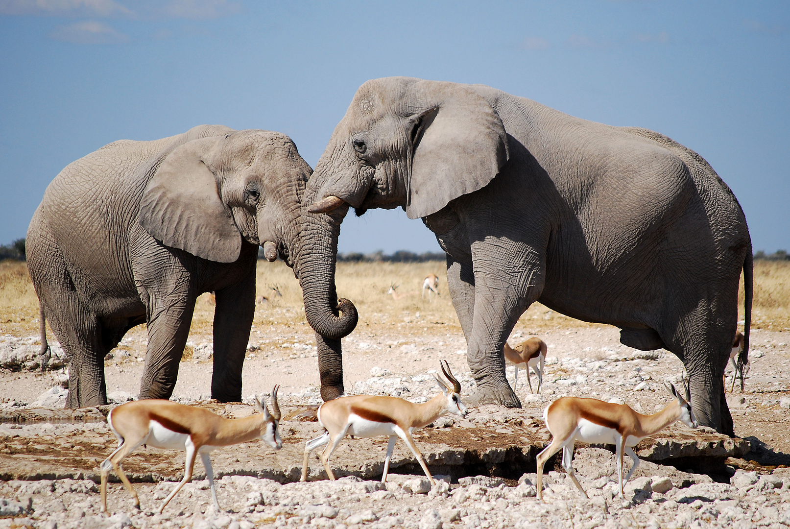 Größenvergleich in der Tierwelt