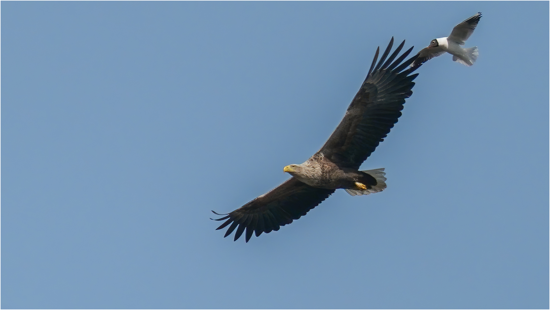 Größenvergleich: Seeadler und Lachmöwe