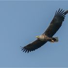 Größenvergleich: Seeadler und Lachmöwe