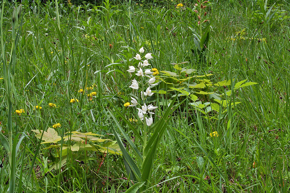 Größerer Biotopauschnitt Waldvöglein