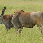 Grösste Antilope