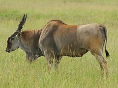 Grösste Antilope