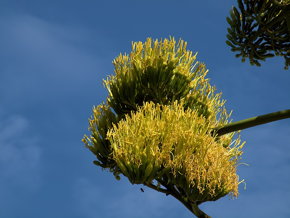 Grösste Blüte mit kleiner Biene...