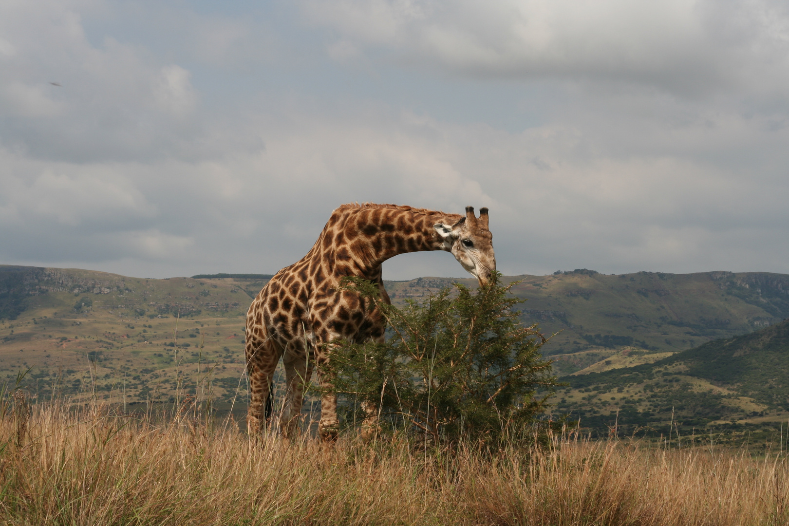 Grösste Giraffe