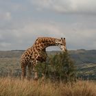 Grösste Giraffe