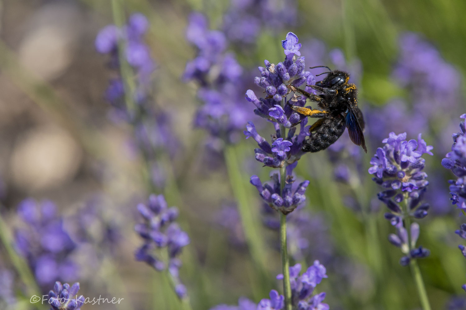 größte heimische Wildbienenart