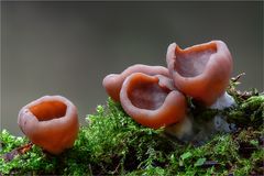 "Größte Scheibling" (Discina ancilis)