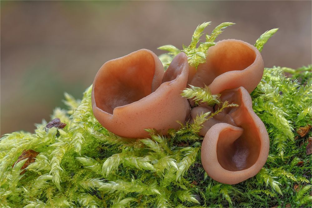 Größter Scheibling (Discina perlata; Gyromitra ancilis)