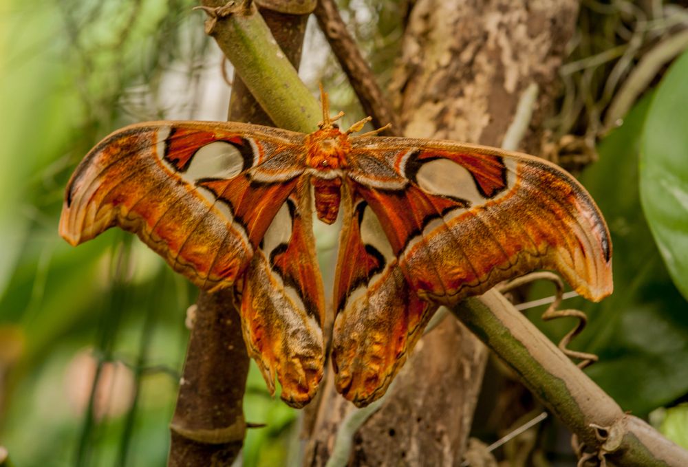 Gröster Schmetterling der Welt ( Atlas Falter ) Foto & Bild natur, tiere, scnmetterljnge