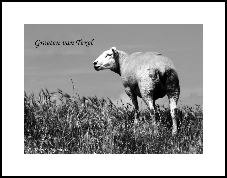 Groeten van Texel