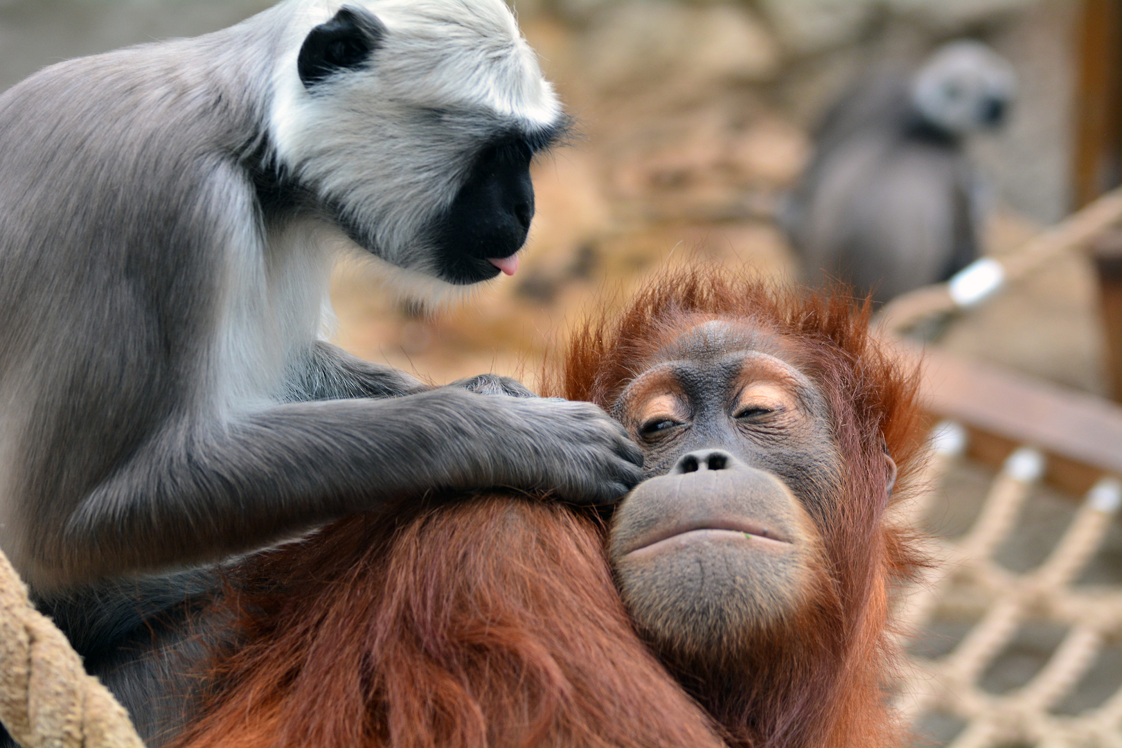 Grooming Session