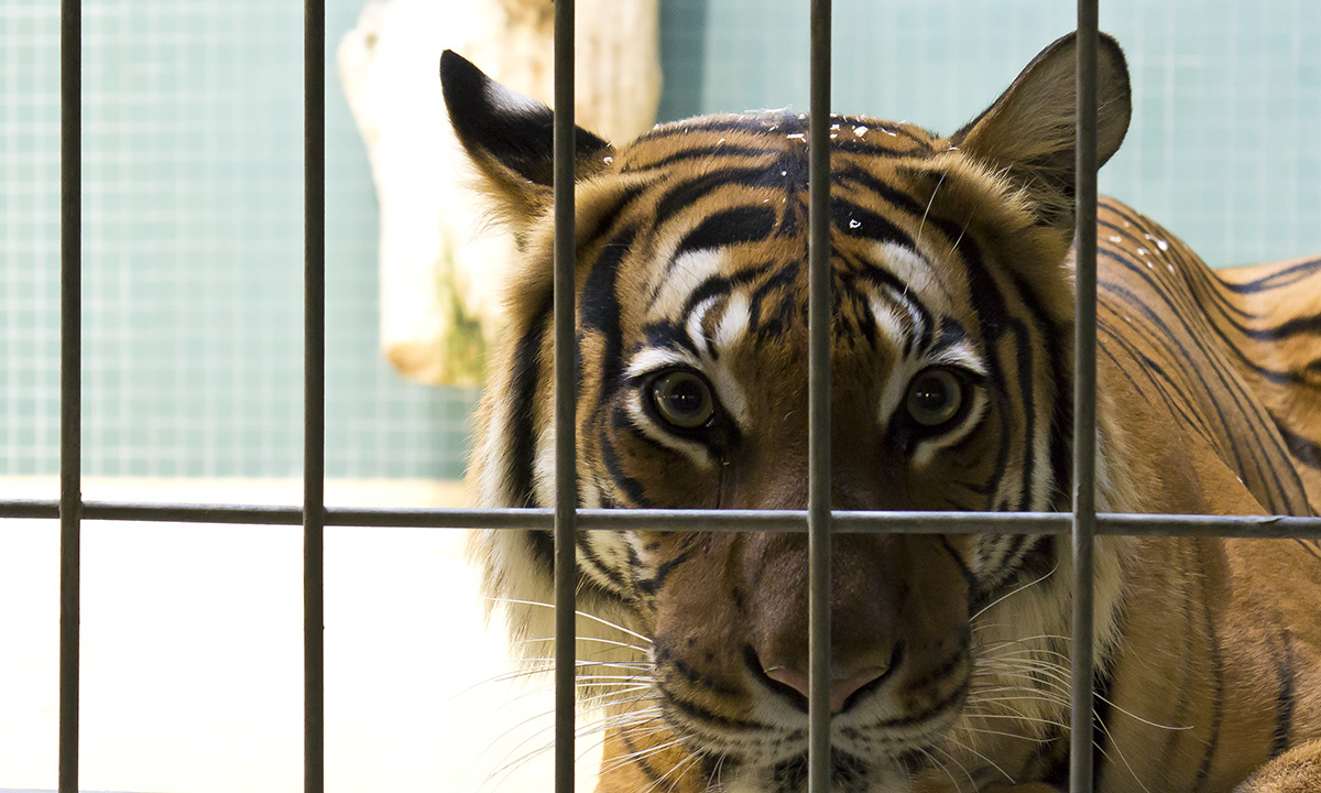 groooosse Miezekatze im Zoo Berlin