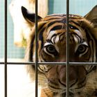 groooosse Miezekatze im Zoo Berlin