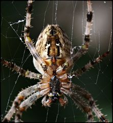 Groooße Spinne!!! Ohaaaa!