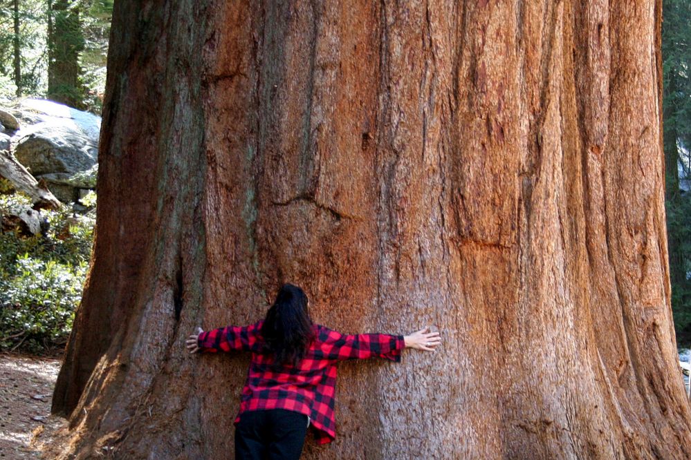 Groooßer Baum  /  Sequoya Tree