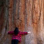 Groooßer Baum  /  Sequoya Tree