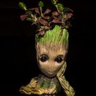 Groot