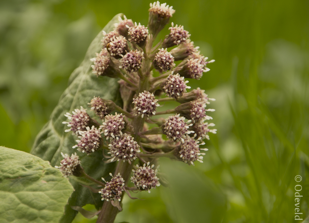 Groot hoefblad (Petasites hybridus). Butterbur (Petasites hybridus).