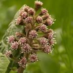 Groot hoefblad (Petasites hybridus). Butterbur (Petasites hybridus).