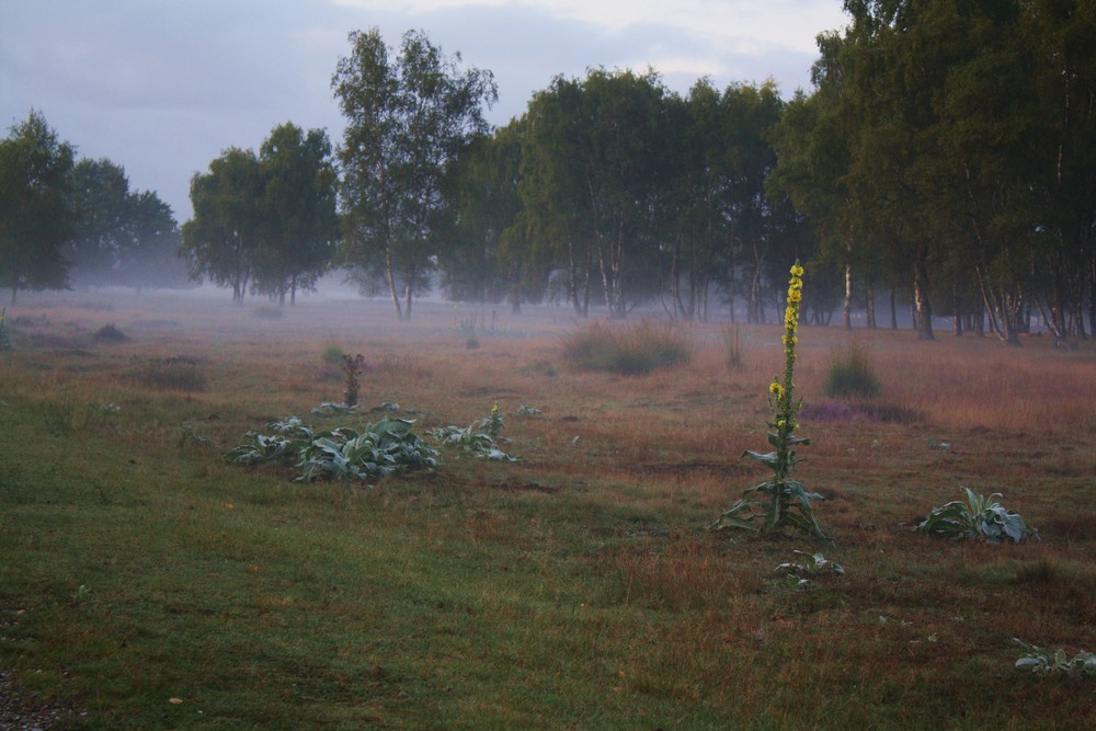 Groote Heide, Venlo, 11.09.2009, 7Uhr20