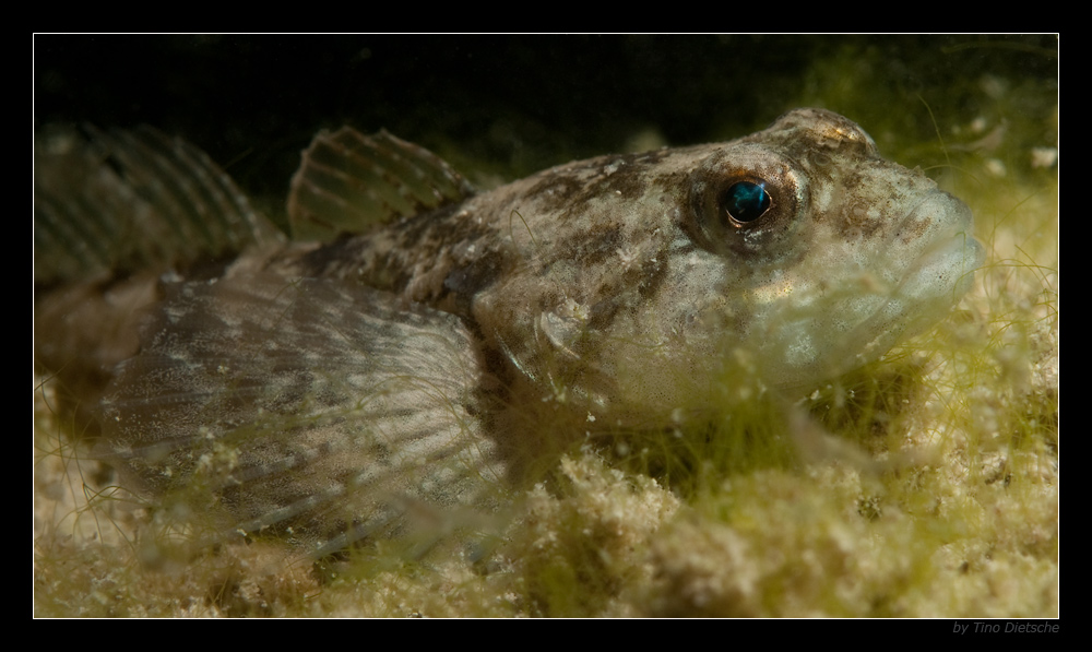 - Groppe (Cottus gobio) -