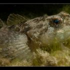 - Groppe (Cottus gobio) -