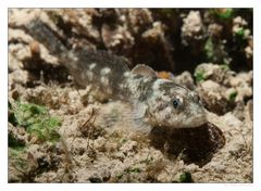 - Groppe (Cottus gobio) -