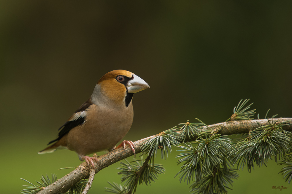 Grosbec Foto & Bild animaux, animaux sauvages, oiseaux Bilder auf