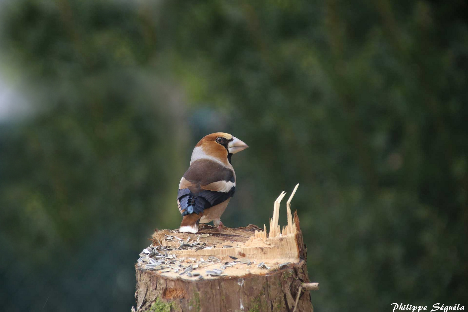 Grosbec photo et image nature, animaux Images