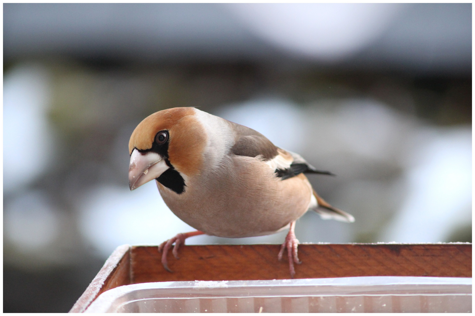 GROS BEC CASSENOYAUX photo et image animaux, animaux sauvages, oiseaux Images GROS BEC CASSENOYAUX photo et image animaux, animaux sauvages, oiseaux Images