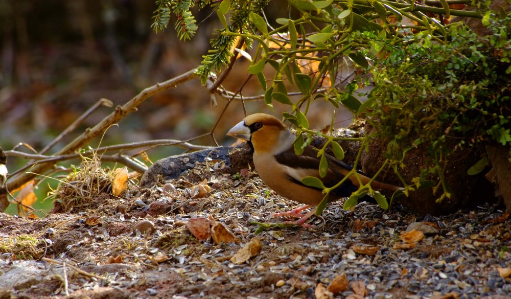 gros bec casse noyaux photo et image animaux, animaux sauvages, oiseaux Images gros bec casse noyaux photo et image animaux, animaux sauvages, oiseaux Images