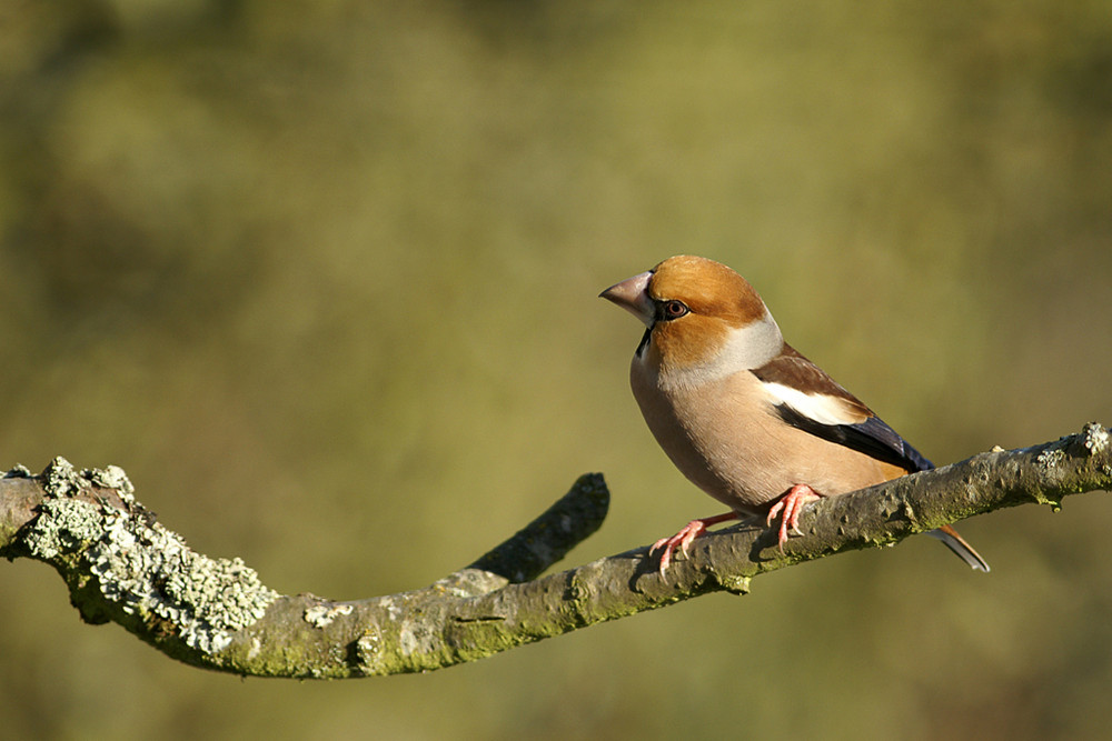 Gros bec casse noyaux photo et image animaux, animaux sauvages, oiseaux Images Gros bec casse noyaux photo et image animaux, animaux sauvages, oiseaux Images