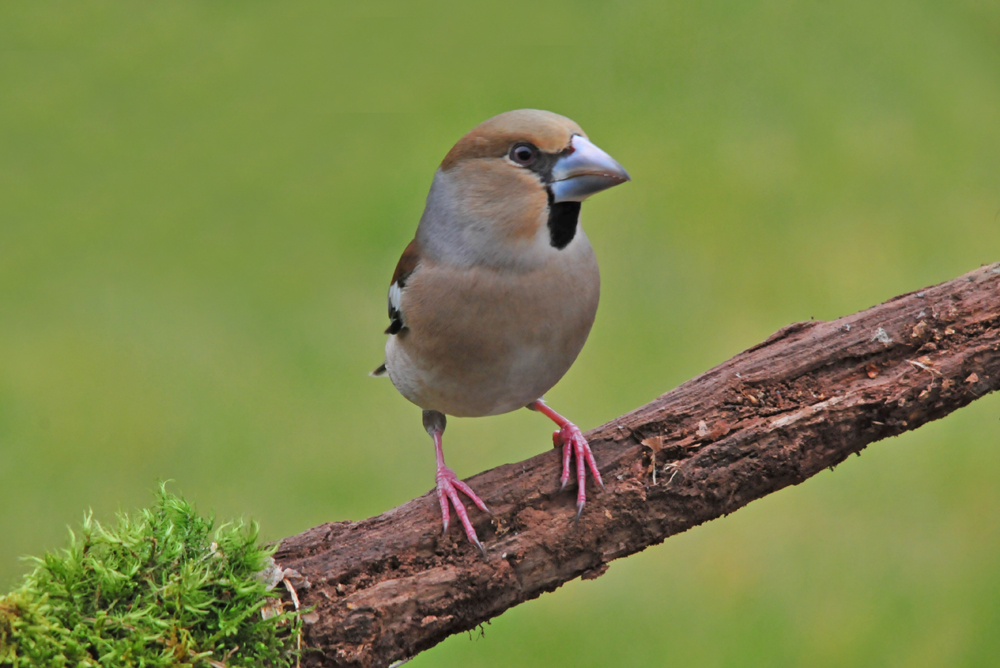 Grosbec cassenoyaux femelle photo et image animaux, animaux sauvages, oiseaux Images Grosbec cassenoyaux femelle photo et image animaux, animaux sauvages, oiseaux Images