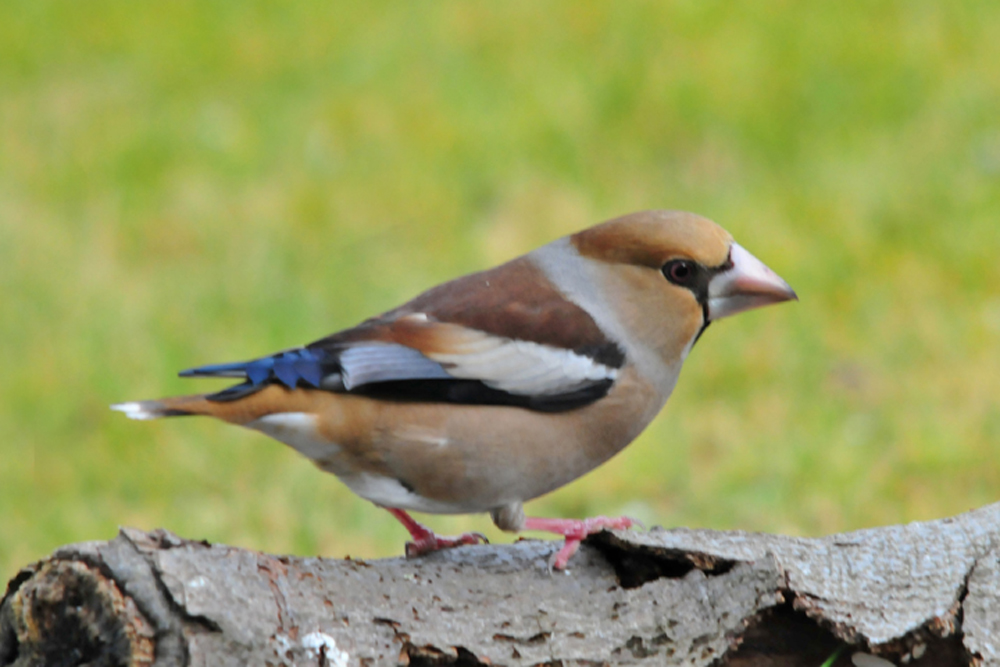 Grosbec cassenoyaux femelle photo et image animaux, animaux sauvages, oiseaux Images Grosbec cassenoyaux femelle photo et image animaux, animaux sauvages, oiseaux Images