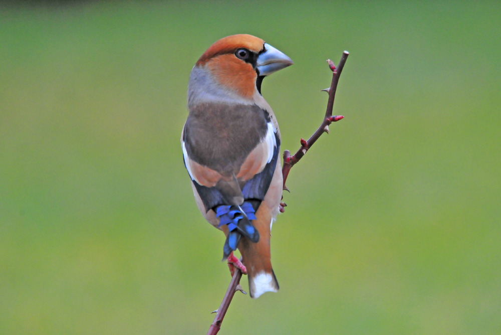 Grosbec cassenoyaux mâle photo et image nature, animaux, oiseaux Images Grosbec cassenoyaux mâle photo et image nature, animaux, oiseaux Images