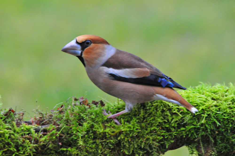 Gros bec casse noyaux mâle photo et image animaux animaux sauvages