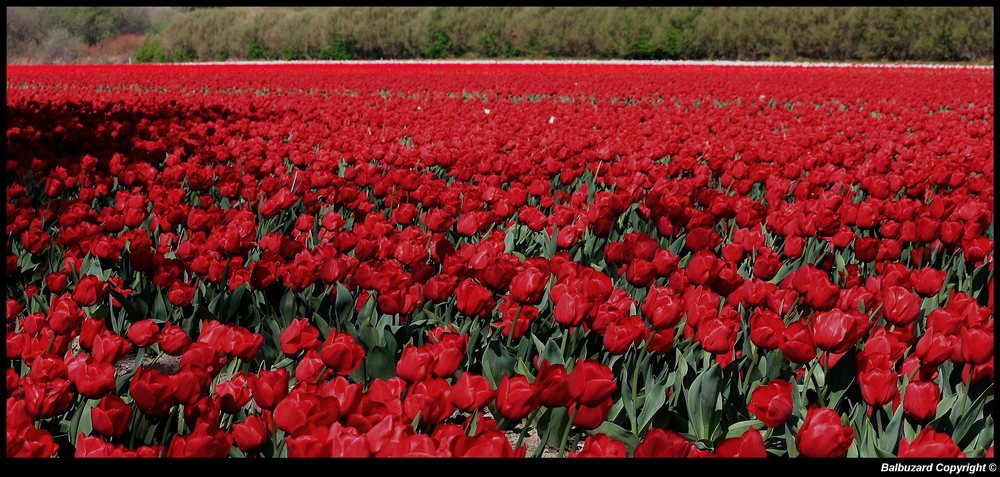 " Gros bouquet pour les ami(e)s de FC "