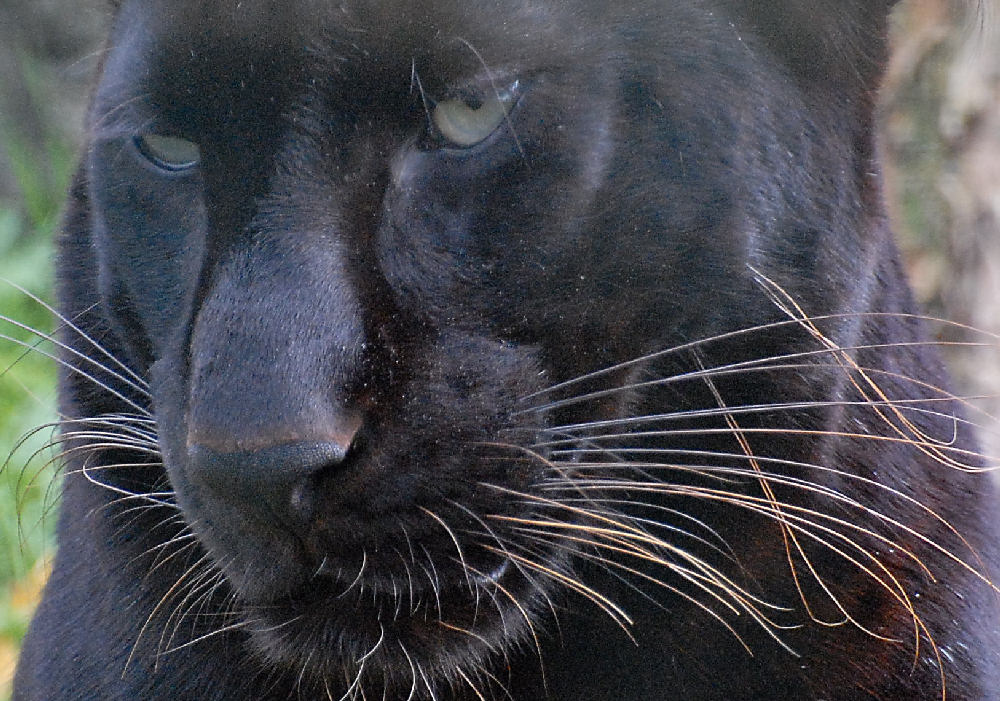 Gros chat ...