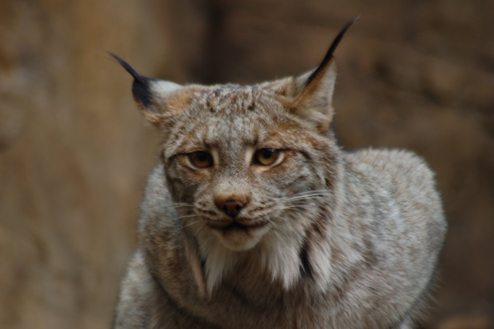 Gros Chat