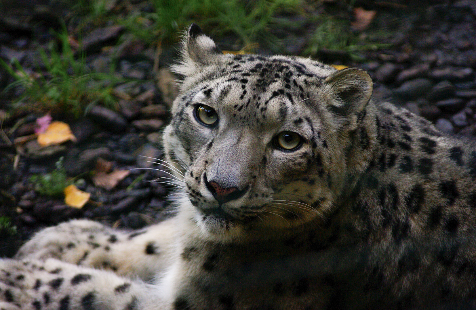 Gros chat ! (Panthera uncia, panthère des neiges)