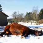 gros dodo Athéna