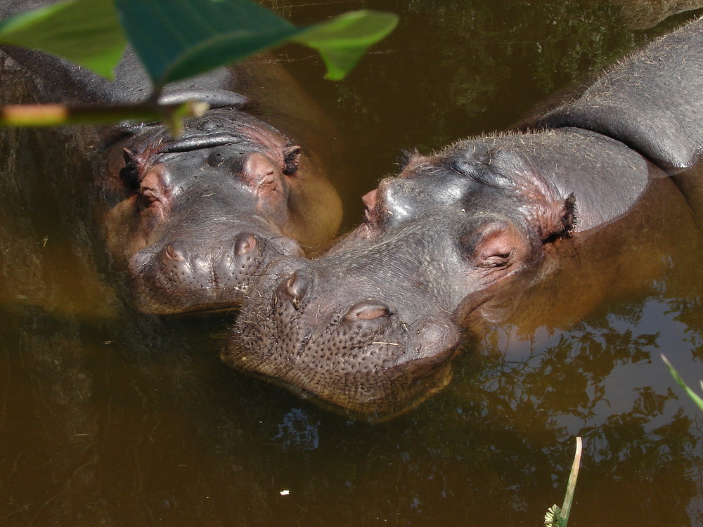 gros dodos , d'Hypo