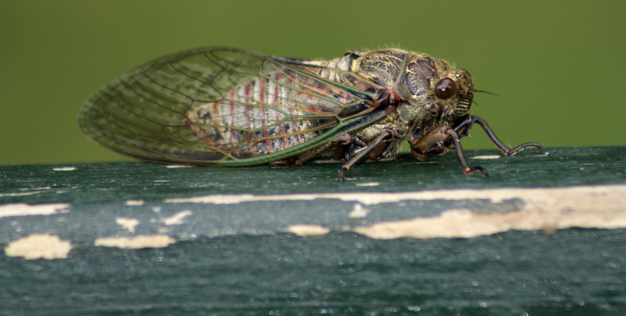 gros insecte